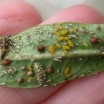 Ladybug and hoverfly larvae, with aphids, on milkweed