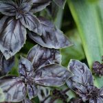 Certain basil specimens displays rich purple coloring