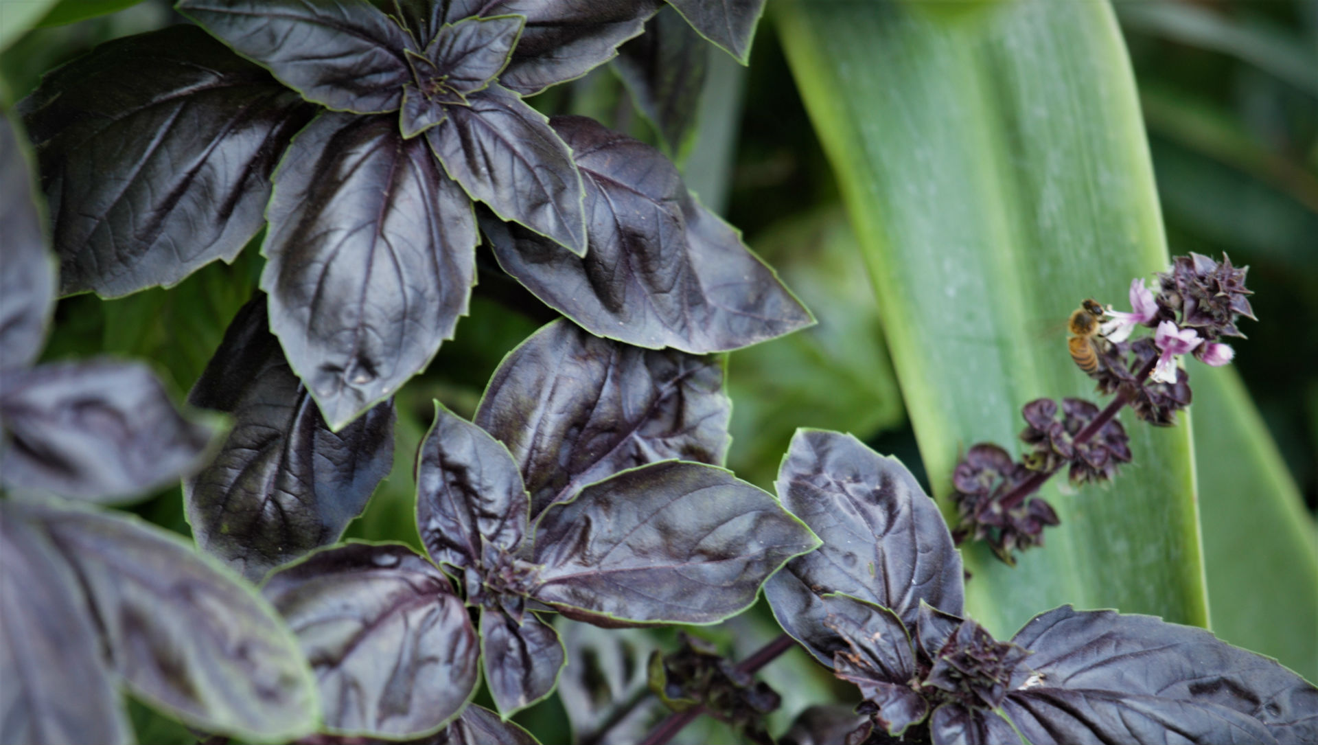 Certain basil specimens displays rich purple coloring