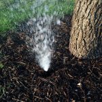 Broken bubbler wasting water near a tree.