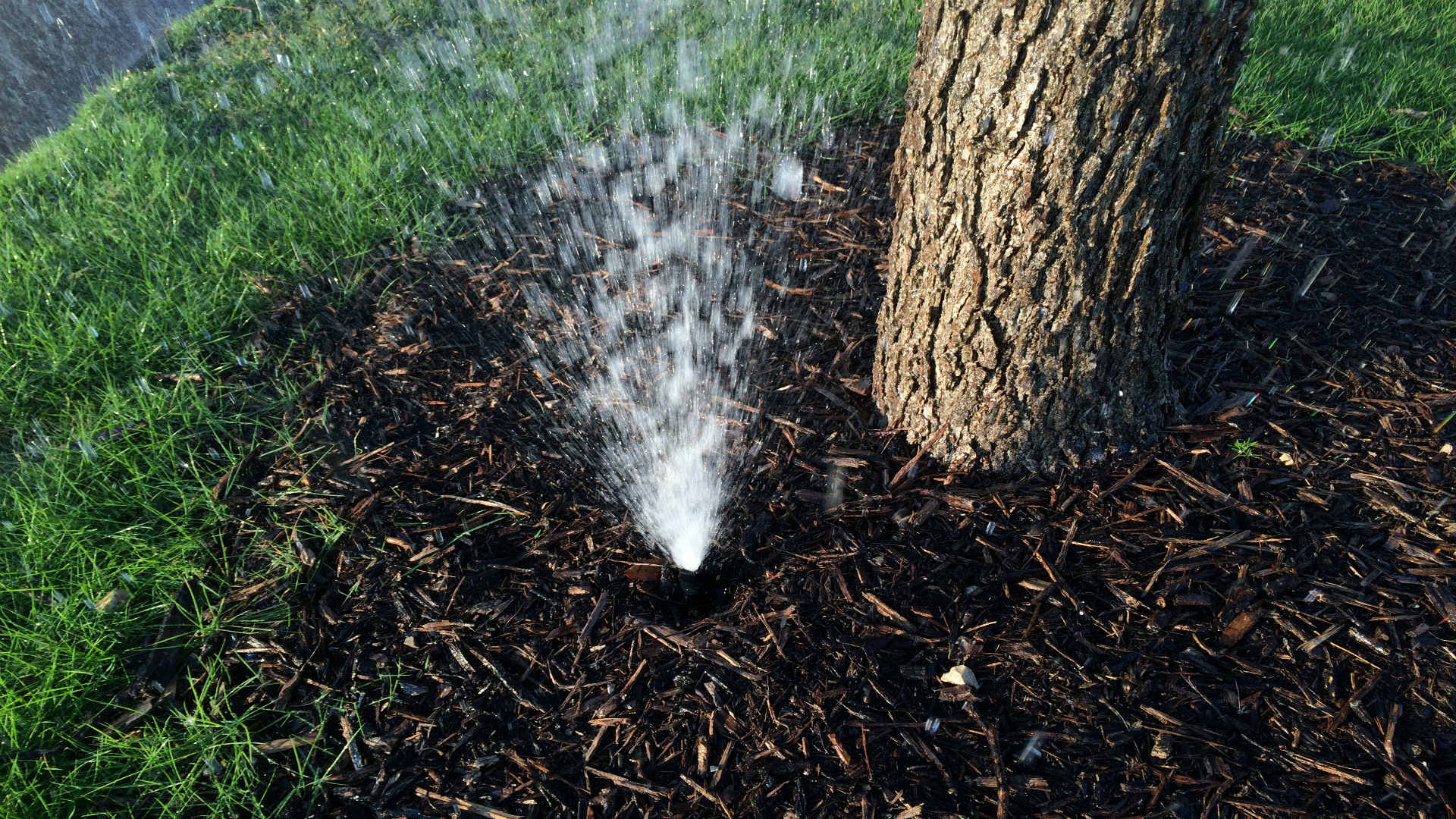 Broken bubbler wasting water near a tree.