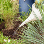 Hand watering a newly planted plant.