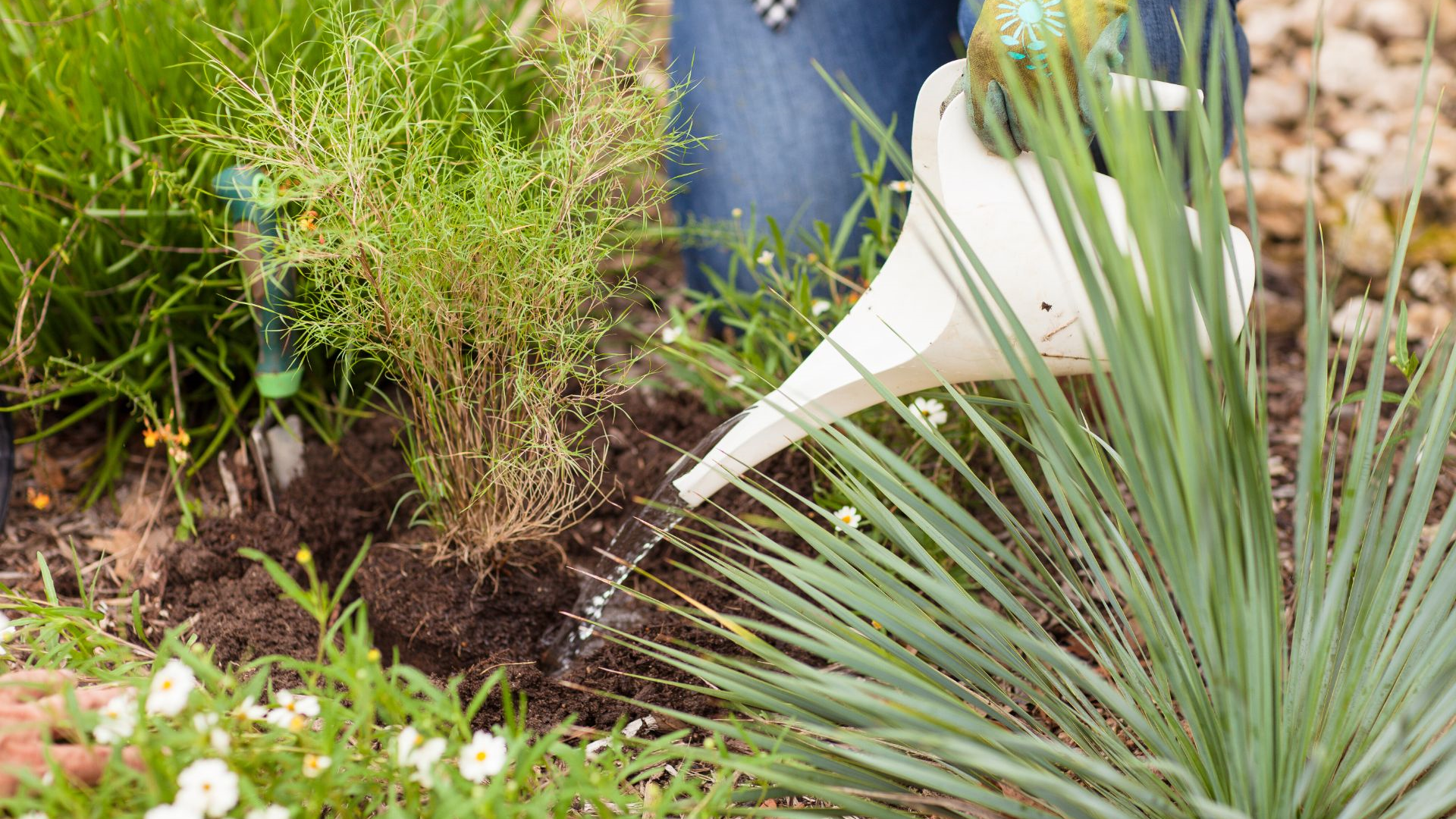 Hand watering a newly planted plant.