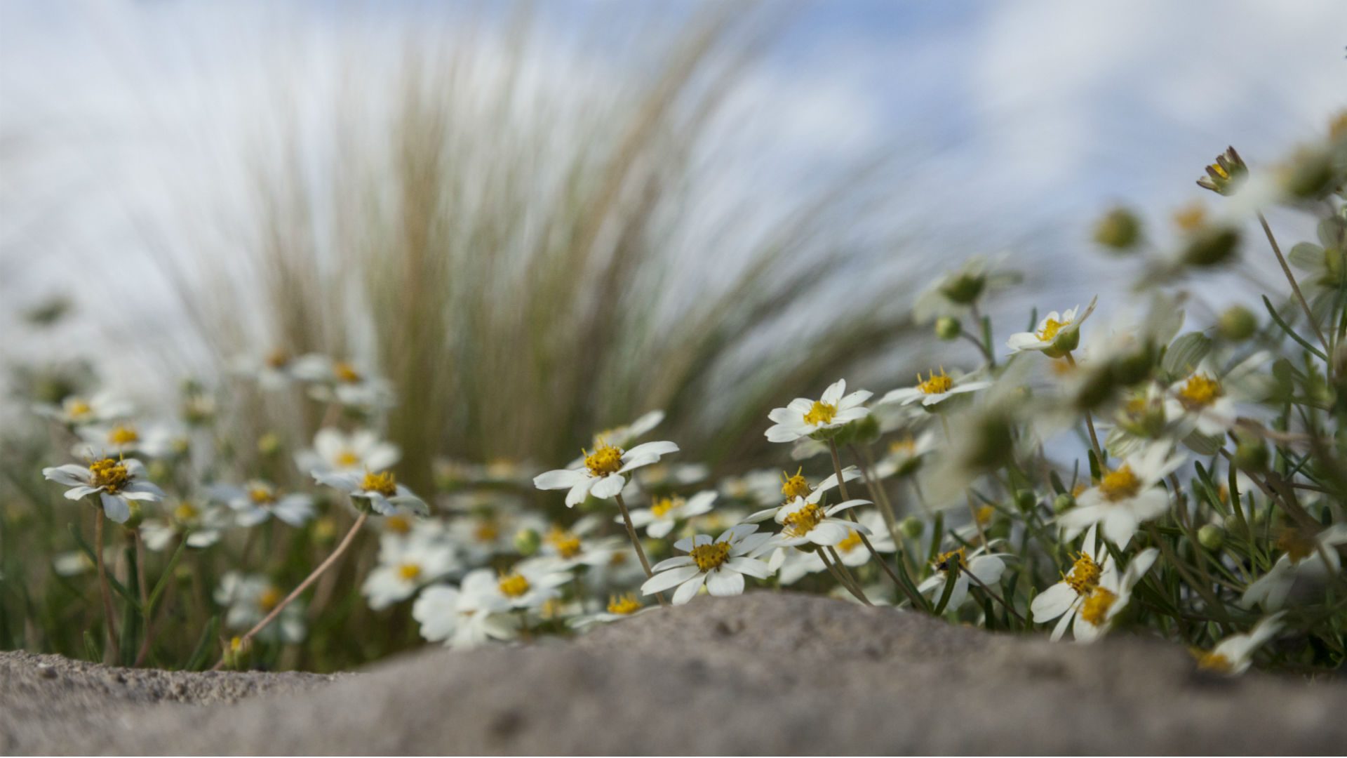 Blackfoot daisies and Lindheimer's muhly are both native to central Texas.