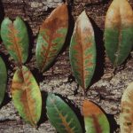 Leaves infected with oak wilt