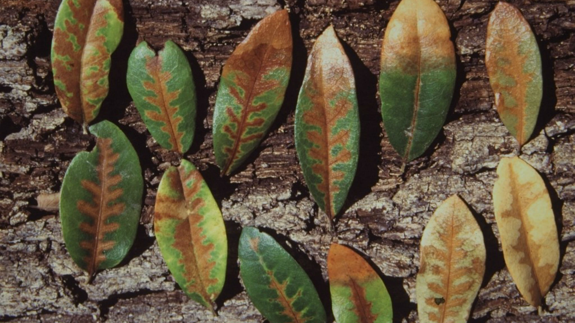 Leaves infected with oak wilt