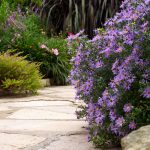 An old-fashioned garden composed of colorful, long-lived perennial plants.