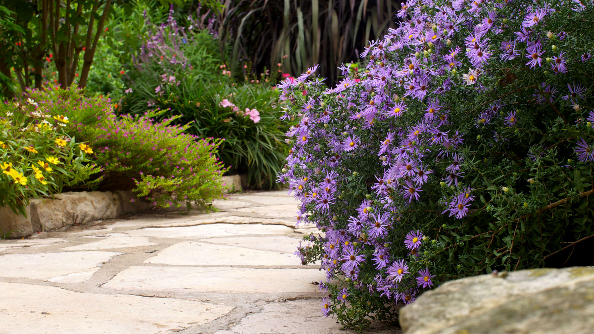 An old-fashioned garden composed of colorful, long-lived perennial plants.