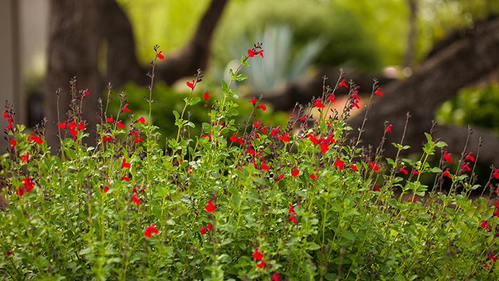 salvia