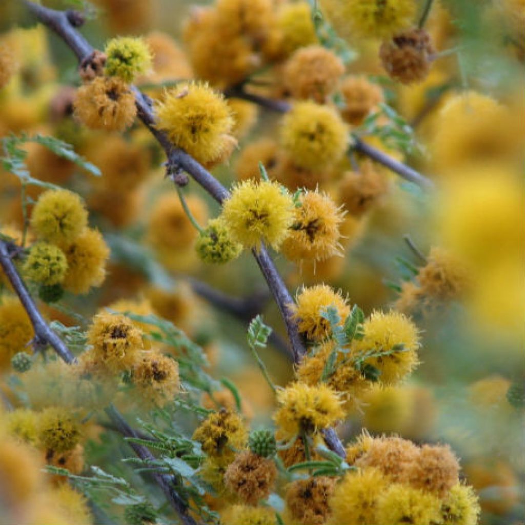 Sweet acacia's yellow puff flowers are a standout in early spring.