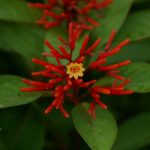 Mexican firebush