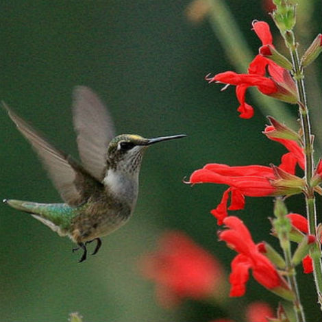 Hummingbird visiting sage flower