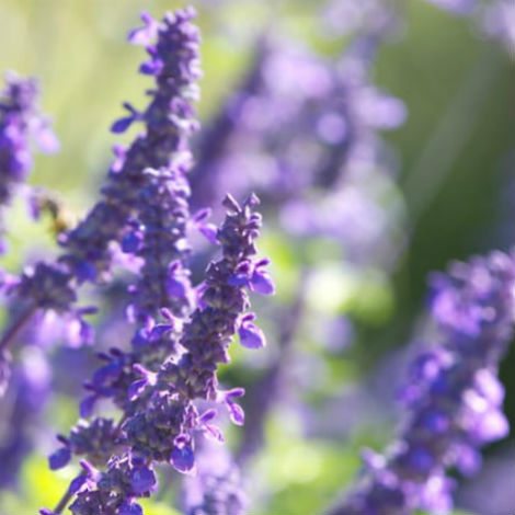 Happy Blues for the Garden - Garden Style San Antonio