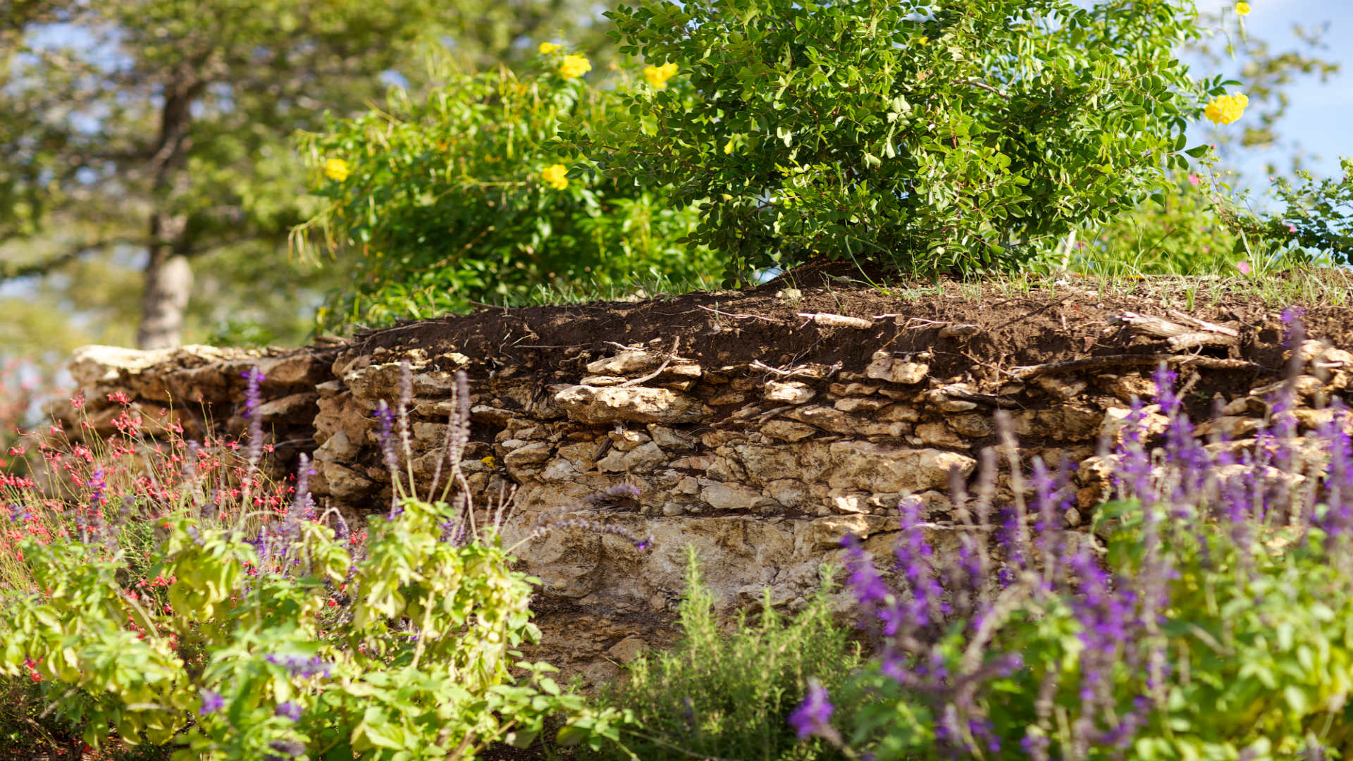 Cutaway of thin soil layer covering limestone.