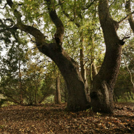 Live oak's massive, craggy haunches are one of the biggest sources of shade in south-central Texas.