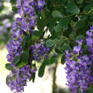 Texas mountain laurel's astonishing grape-scented flowers appear in early March.
