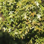 Red oak leaves, showing typical pointed lobes as they redden in early autumn.