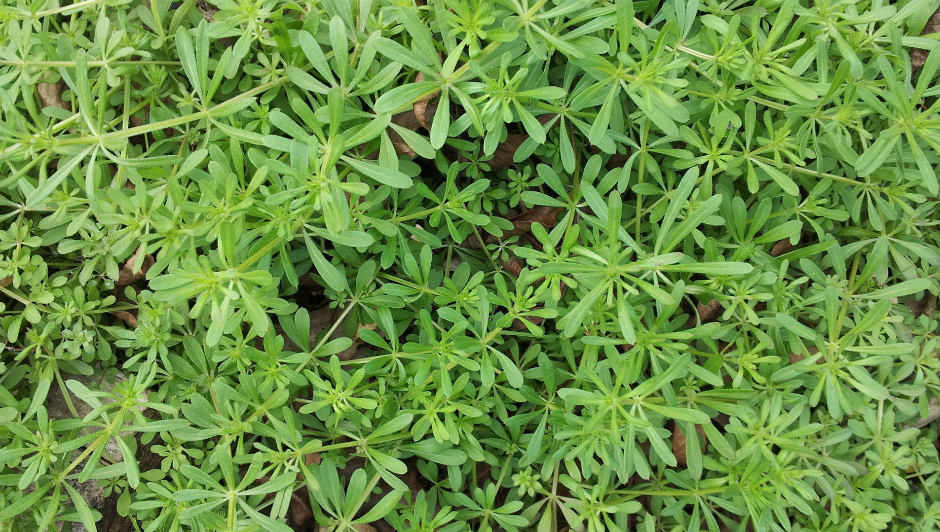 Piles of weedy spring bedstraw can smother a garden