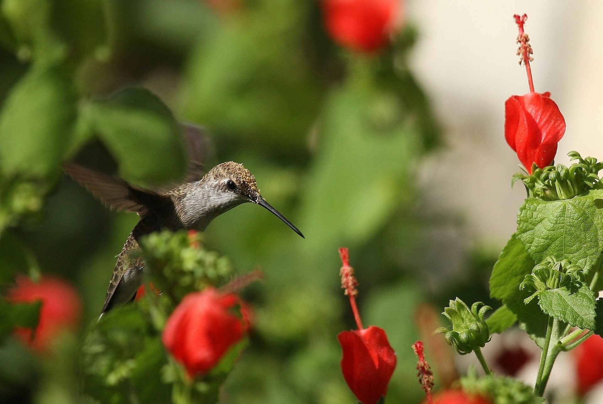 Black-Chinned Hummingbird visiting Turk's Cap flowers for nectar.