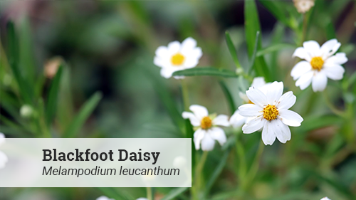 blackfoot daisies close-up