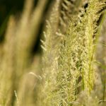 Native Lindheimer's Muhly Grass adds year round beauty to a Texas Hill Country garden.