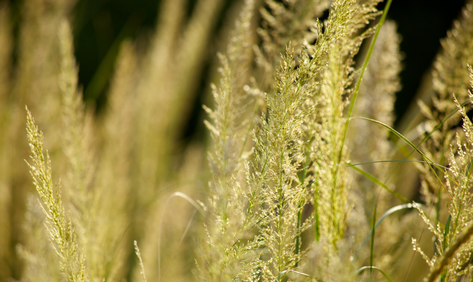 Native Lindheimer's Muhly Grass adds year round beauty to a Texas Hill Country garden.