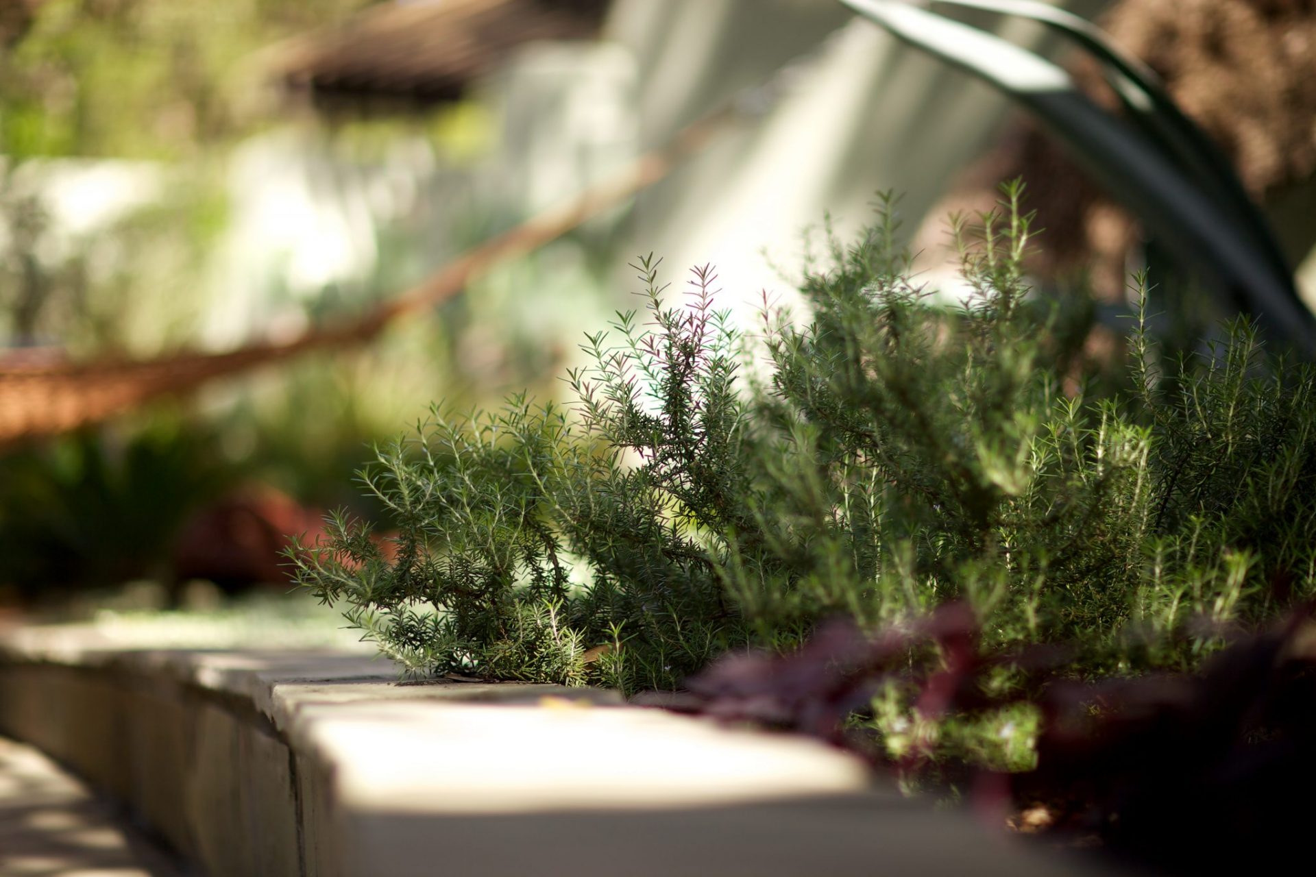 Rosemary recommended for Spanish courtyard designs.