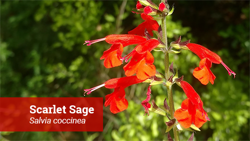 scarlet sage close-up
