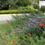 Colorful partly shady garden bed on a street corner.