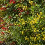 Shrubs in a sunny garden bed.