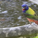 Painted bunting at edge of birdbath.