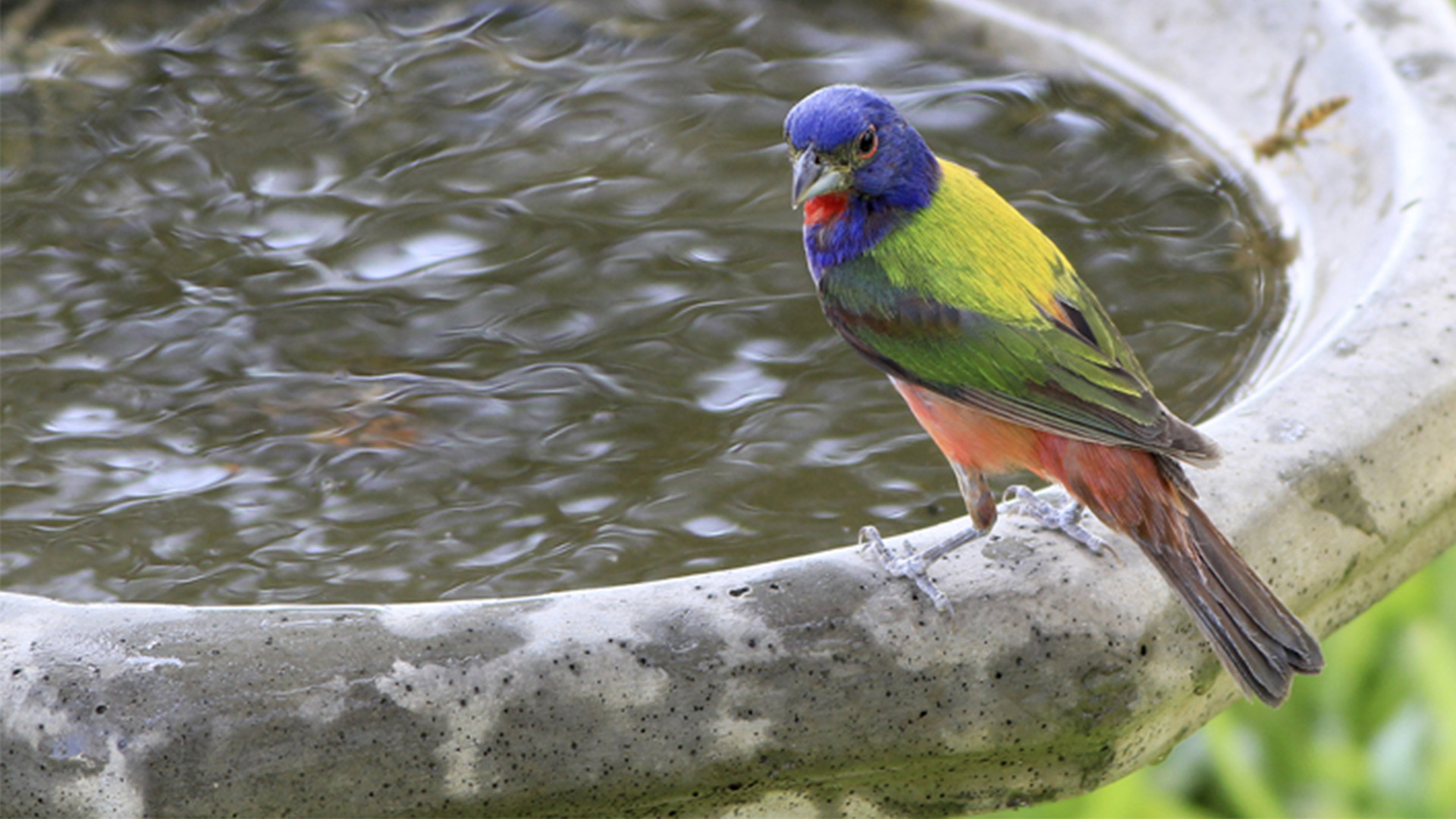 Painted bunting at edge of birdbath.