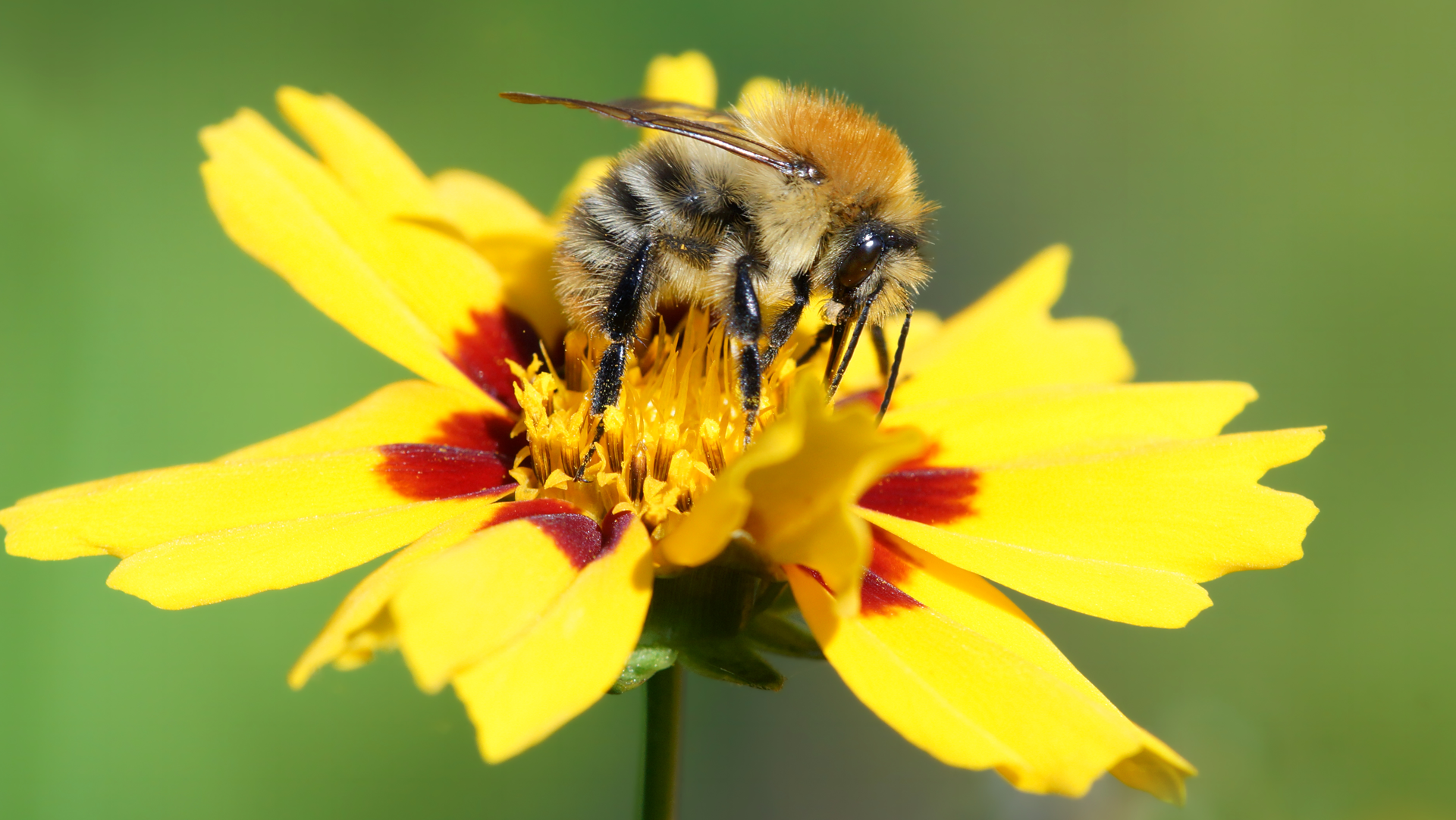 bumblebee on coreopsis