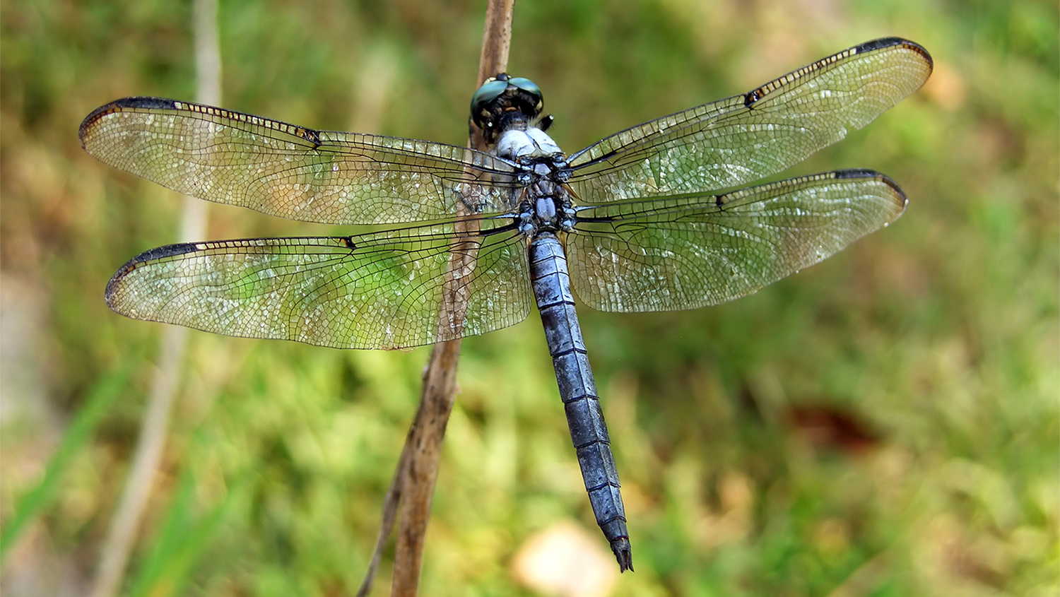 Download Draw Dragonflies To Your Landscape | Garden Style San Antonio