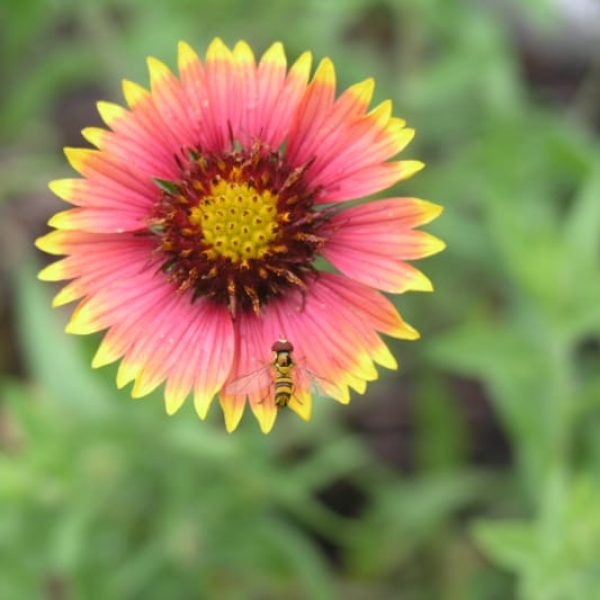 1488544757Syrphid-Fly-indian-blanket.jpg