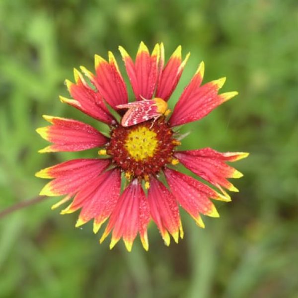 1488544777Indian-blanket-Gaillardia-pulchella-Painted-Shinia-moth.jpg