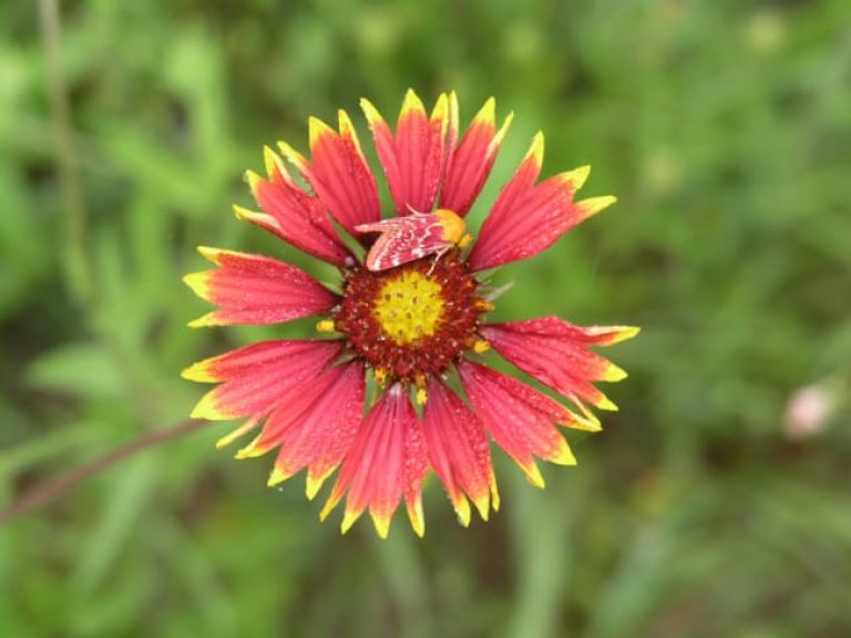 1488544777Indian-blanket-Gaillardia-pulchella-Painted-Shinia-moth.jpg