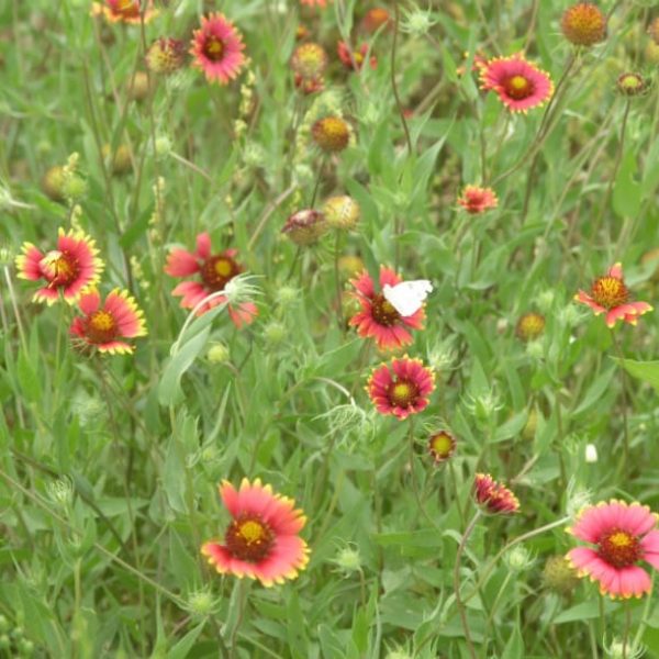 1488544783Indian-Blanket-Gaillardia-pulchella-form-Cabbage-White-Bfly-Pieris-rapae.jpg