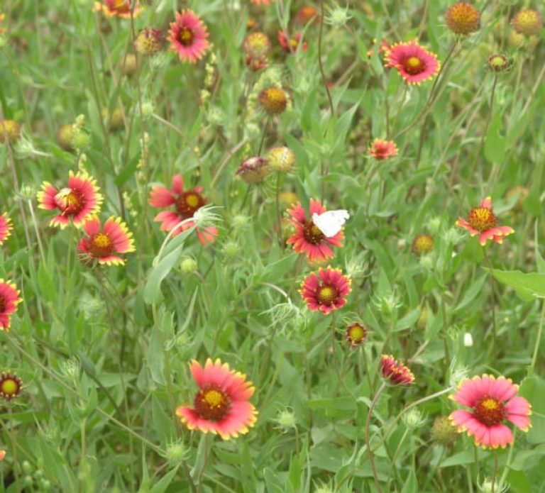 1488544783Indian-Blanket-Gaillardia-pulchella-form-Cabbage-White-Bfly-Pieris-rapae.jpg