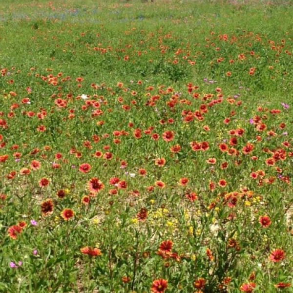 1488544807Indian-Blanket-Gaillardia-pulchella-form2.jpg