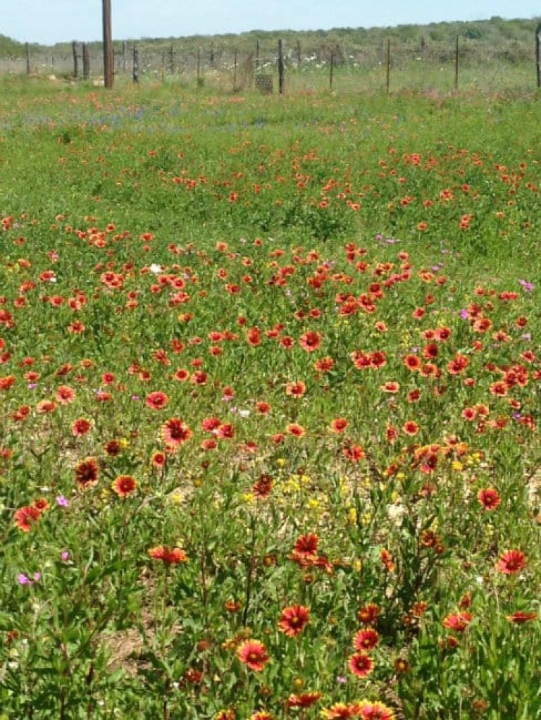 1488544807Indian-Blanket-Gaillardia-pulchella-form2.jpg