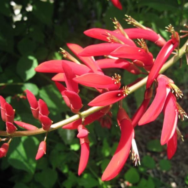 1488545080Indian-coral-tree-Erythrina-bidwillii-flower-detail.jpg