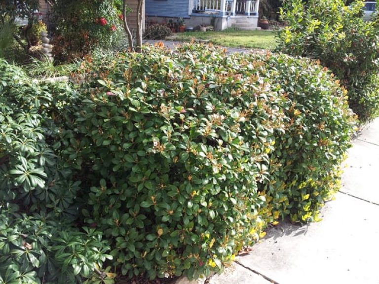 1488547010Dwarf-Indian-hawthorne-Rhaphiolepis-indica-form-2.jpg