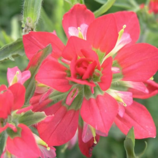 1488547228Indian-Paintbrush-Castilleja-indivisa-bloom-detail.jpg