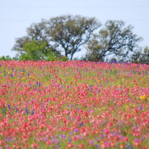 1488547241indian-paintbrush-castilleja-indivisa-form.jpg