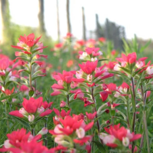 1488547259Indian-Paintbrush-Castilleja-indivisa-profile.jpg