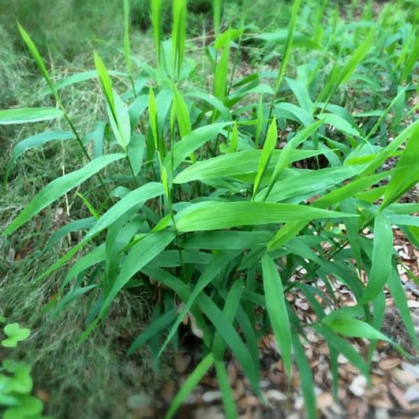 1488547469Inland-Sea-Oats-Chasmanthium-latifolium-form.jpg