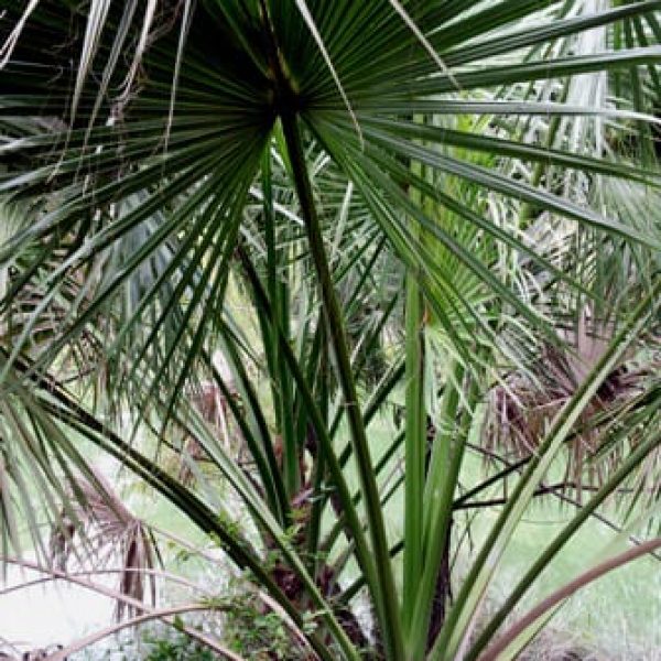 1488547513Palmetto-Sabal-minor-form-websized.jpg