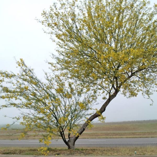 1488548064retama-parkinsonia-aculeata-form-flowering.jpg