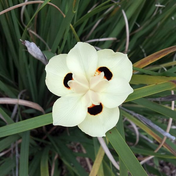 1488548320butterfly-iris-dietes-bicolor-detail.jpg